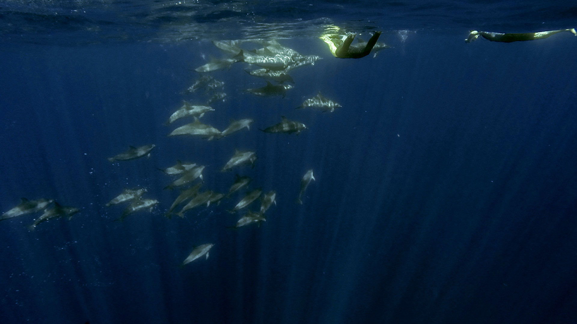Swim with Dolphins & Snorkel Azores Islands