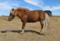 pony with laminitis standing with front feet extended