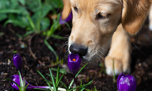 Dangerous Plats for Dogs