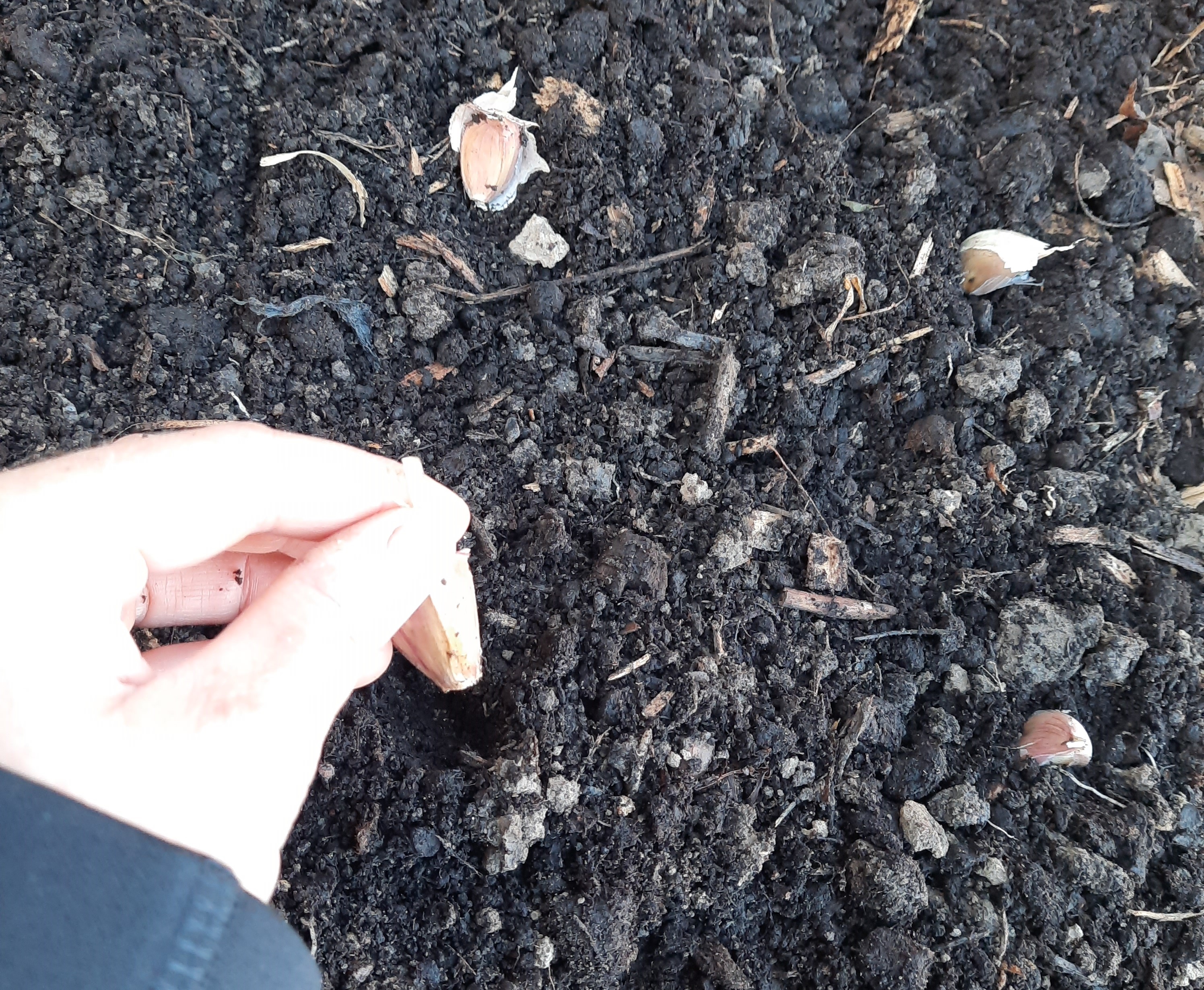 A hand arranging garlic cloves on the soil surface