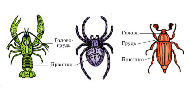 Реферат: Биоценотический аспект индивидуального научения у хищных членистоногих