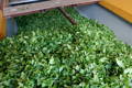 Bright, freshly-harvested leaves, ready to be processed