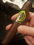 caption