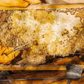 collapsed-honeybee-colony-varroa-mite-wax-moths-infestation collapsed-honeybee-colony-varroa-mite-wax-moths-infestation