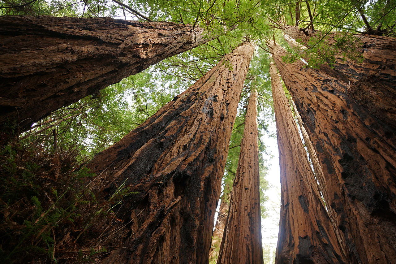 Sequoias.jpg
