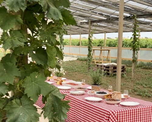Esperienze gastronomiche Marsala: Un'esperienza indimenticabile tra i vigneti