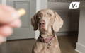 Dog looking at a pill to take for dog diarrhea