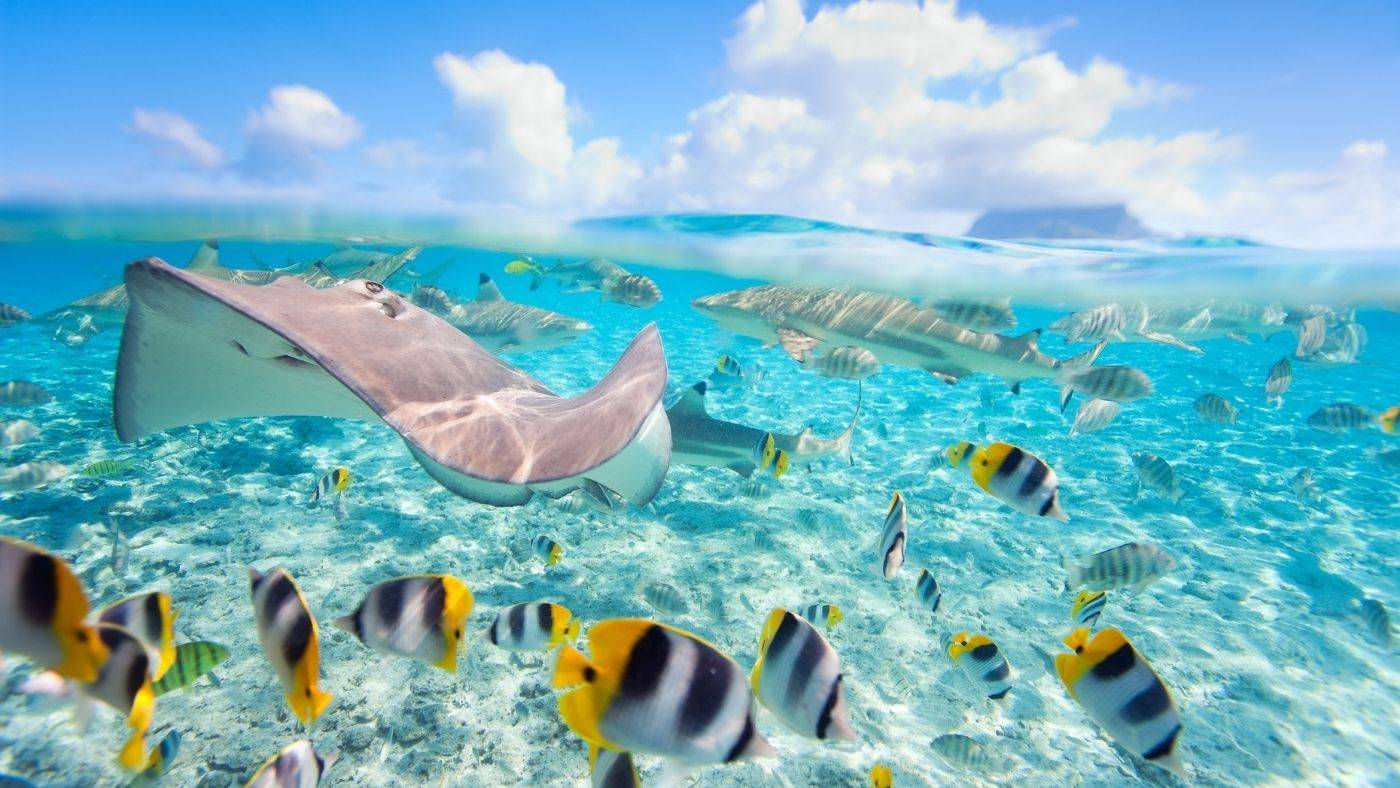 Bambina Bora Bora Travel Guide French Polynesia underwater view of sting ray and tropical fish swimming in aquamarine ocean