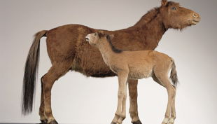 westfälisches pferdemuseum ungezähmt und eingezäunt