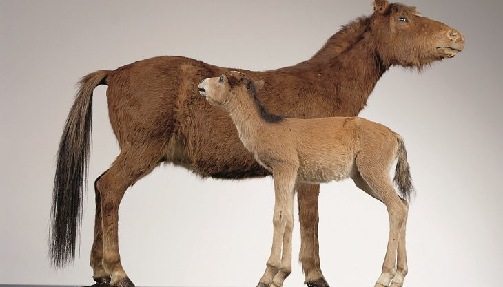 westfälisches pferdemuseum ungezähmt und eingezäunt