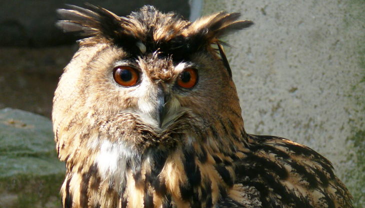 tierpark fauna