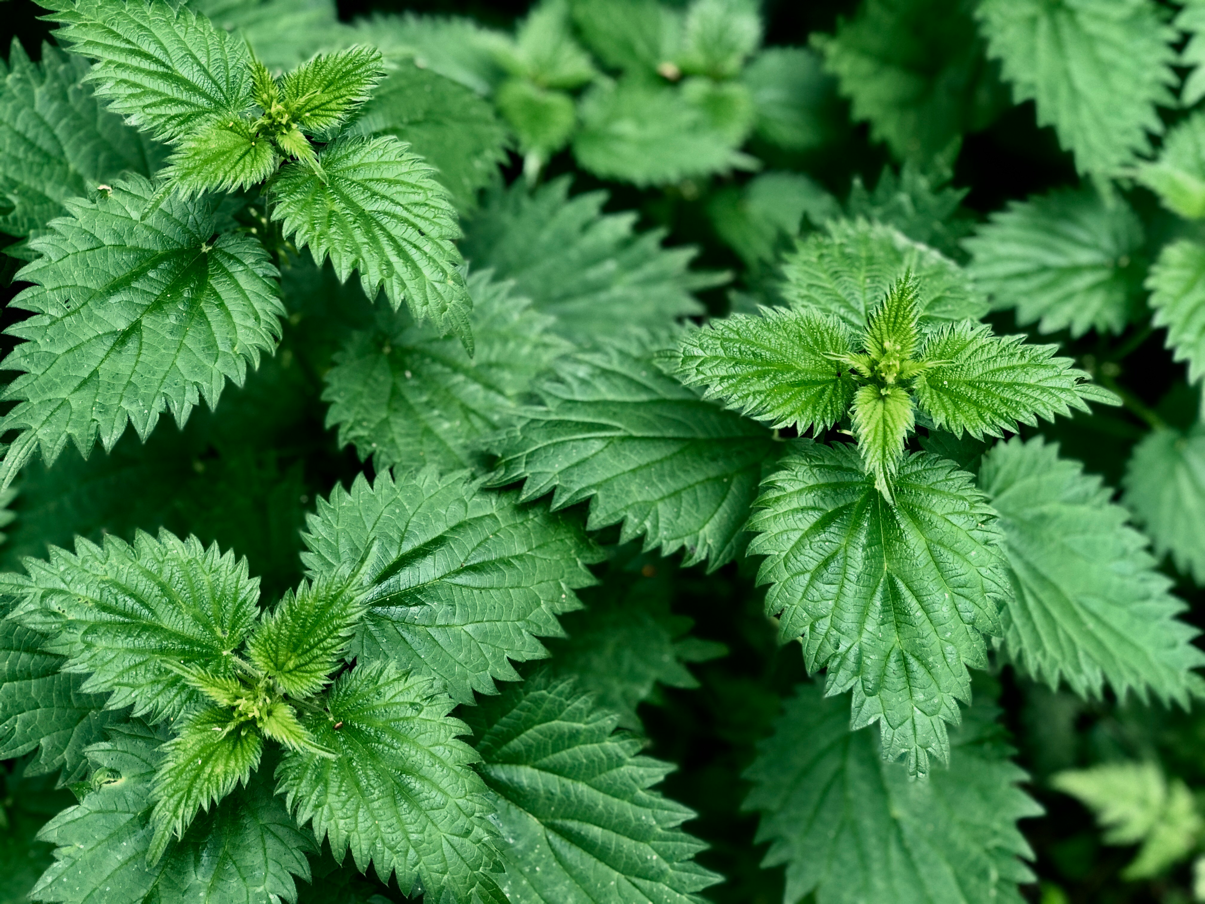 A close-up of green stinging nettles