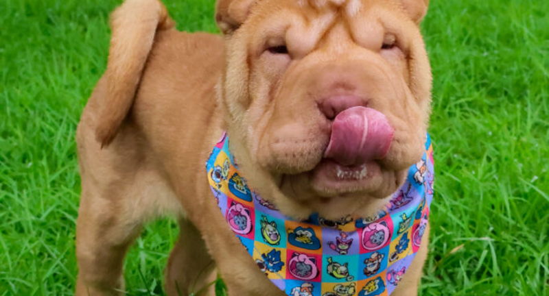 Pokémon Center Adoption Event