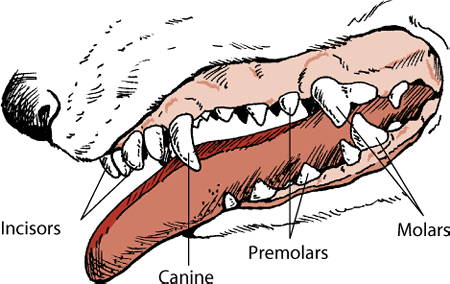 how many teeth does a chihuahua have