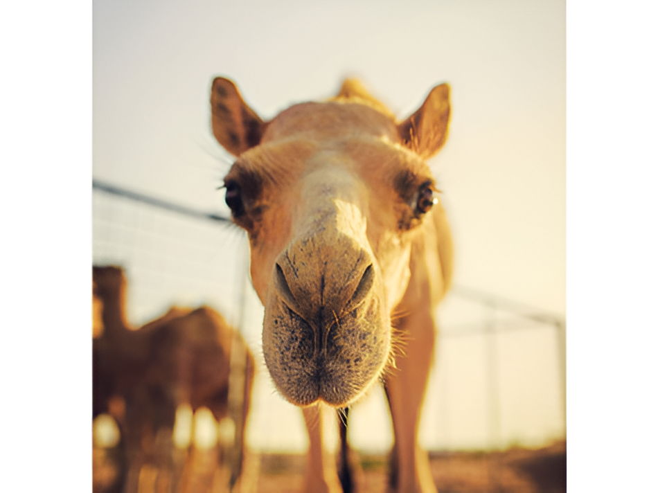 Luckystars Sanctuary Inc Voucher - Image 5