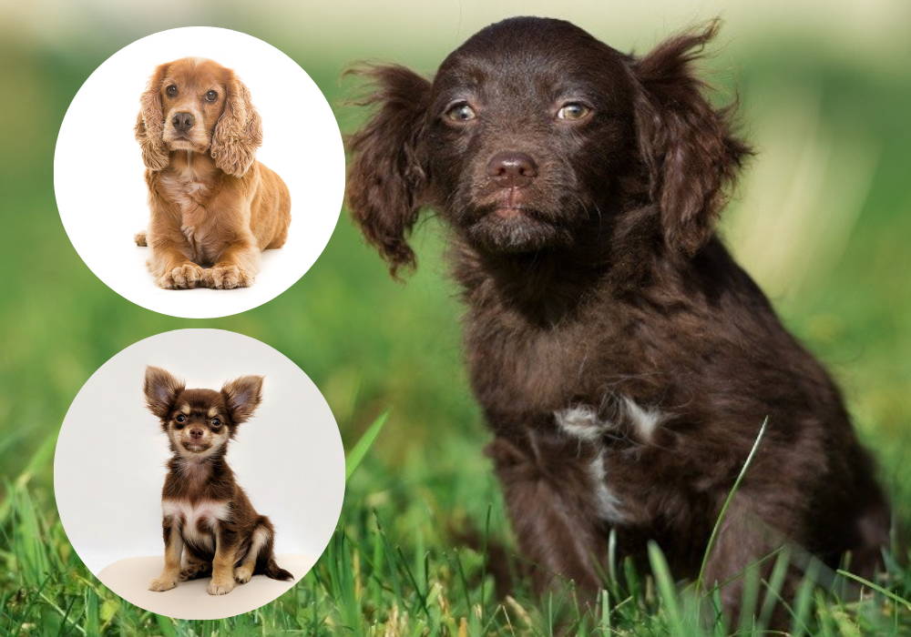 cocker spaniel and chihuahua mix