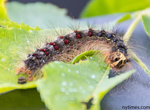 gypsy_moth_on_leaf