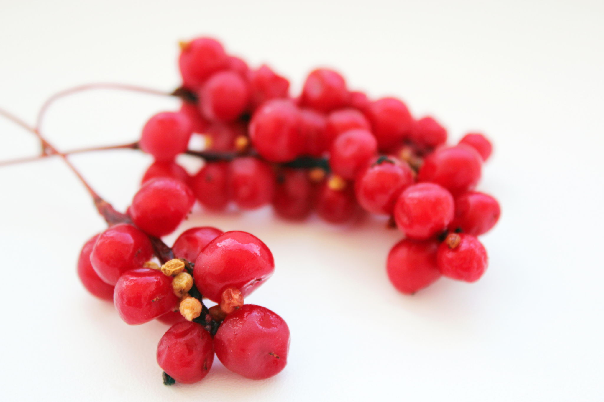 Is Schisandra Right for You? Exploring Its Benefits & Uses