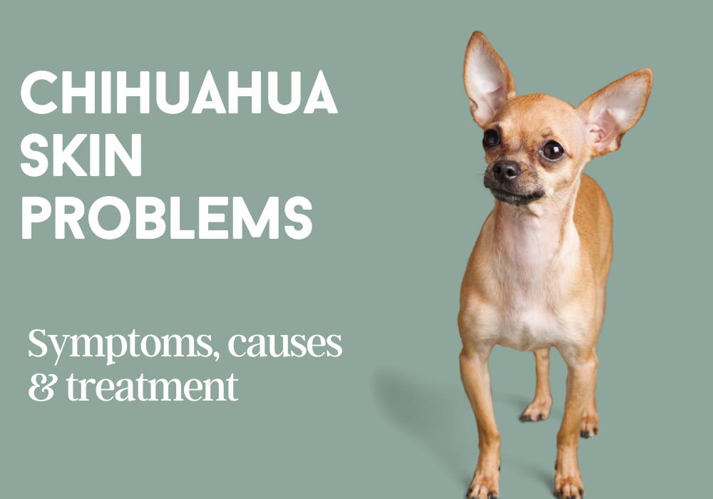 I. Introduction to Chihuahua Skin Conditions