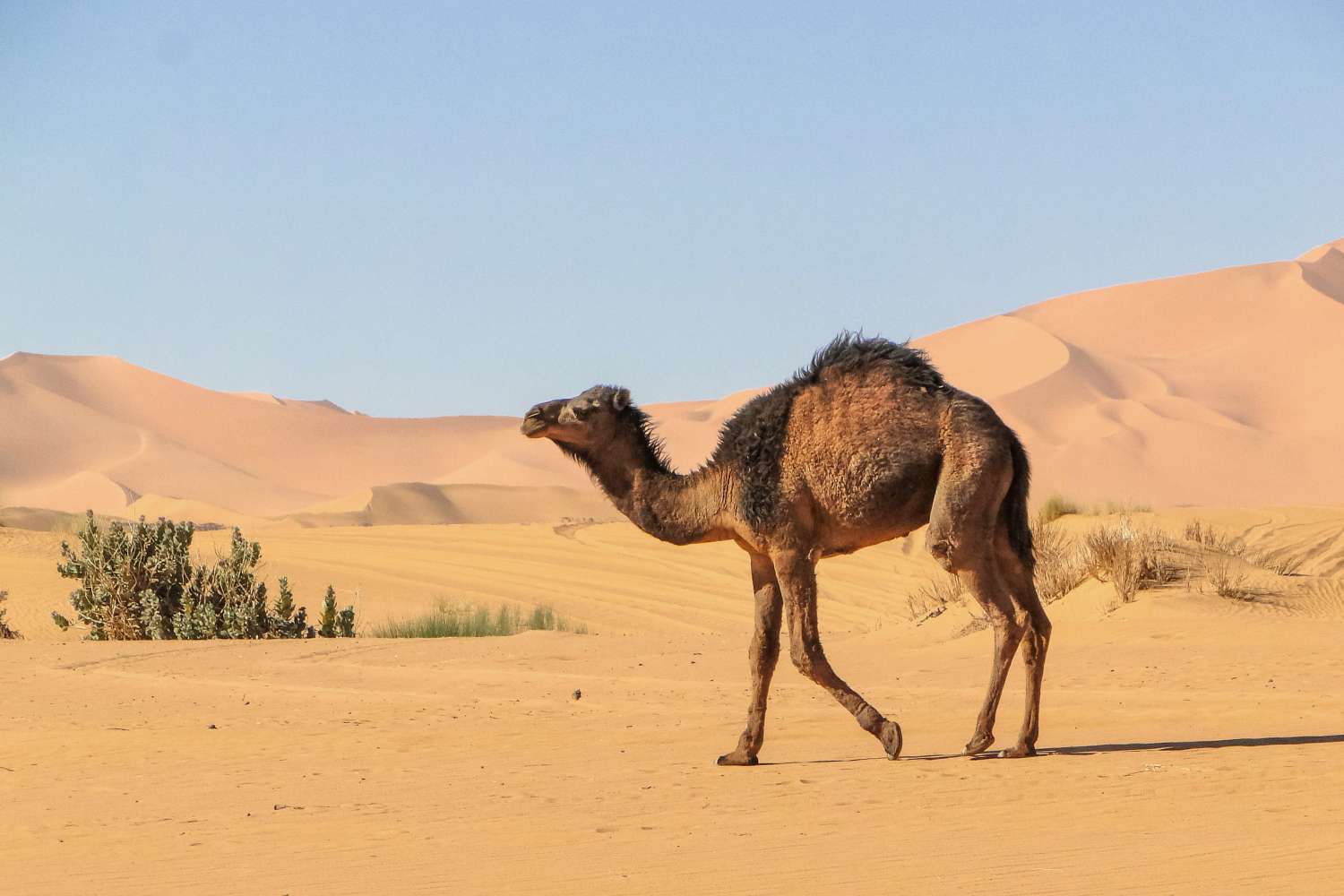 environment of rajasthan