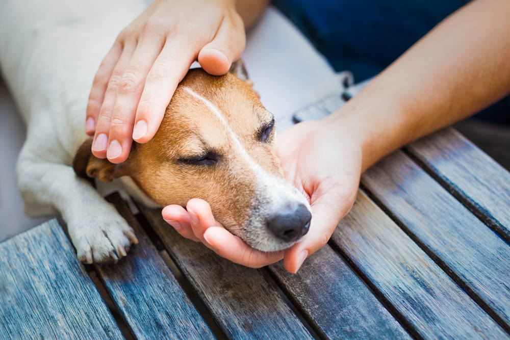 Dog with eyes closed looking uncomfortable while owner gently pets its head