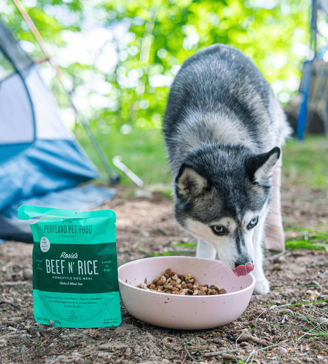 A picky dog eating a bowl of Rosie's Beef N' Rice dog food meal mixers while camping.