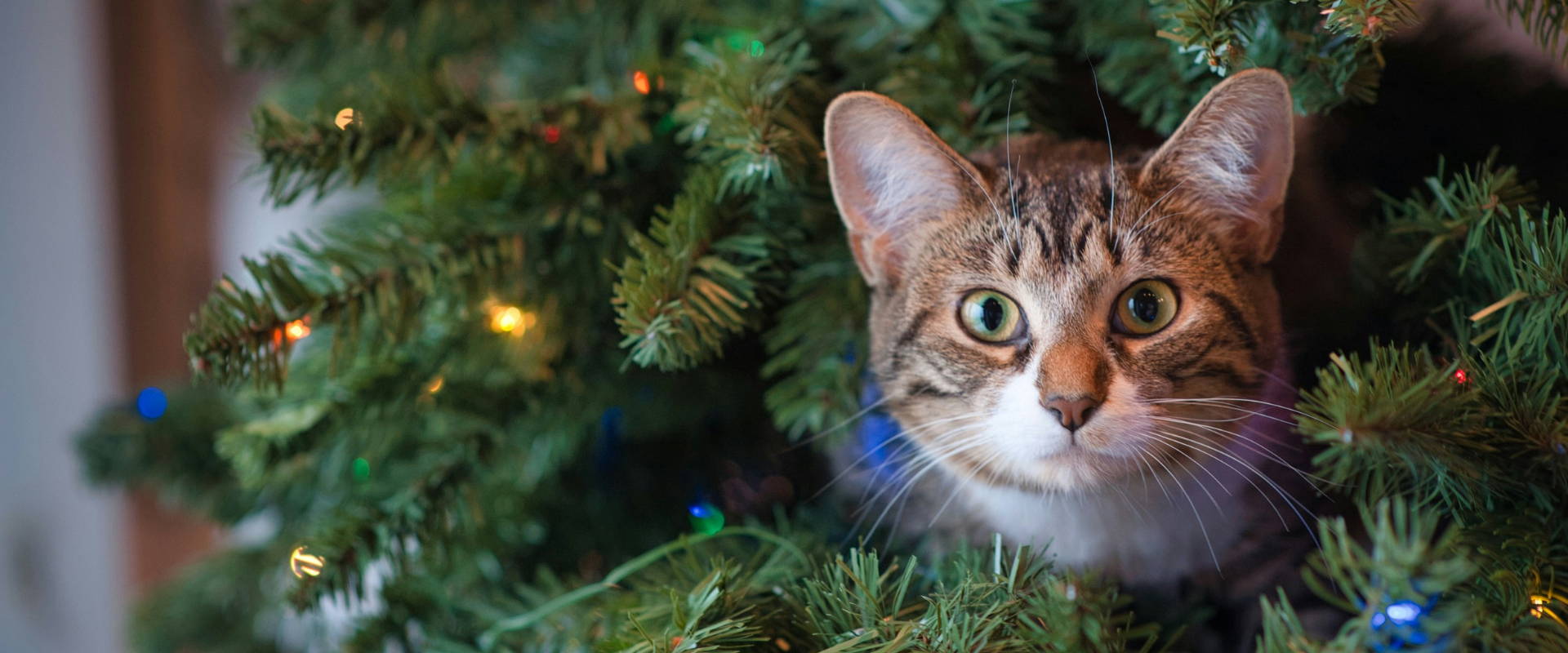 Friendly cat hiding in Christmas tree in holiday season