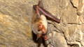 single greater mouse-eared bat latched onto a cave's wall