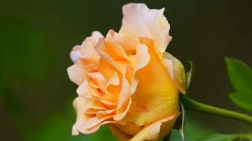 Main Content Image