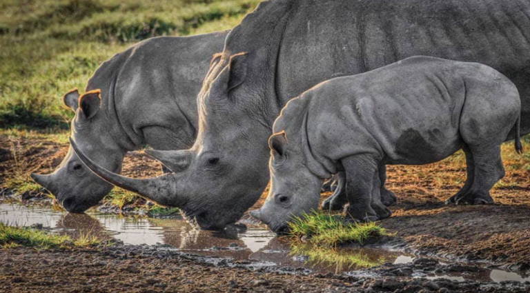 rhinos