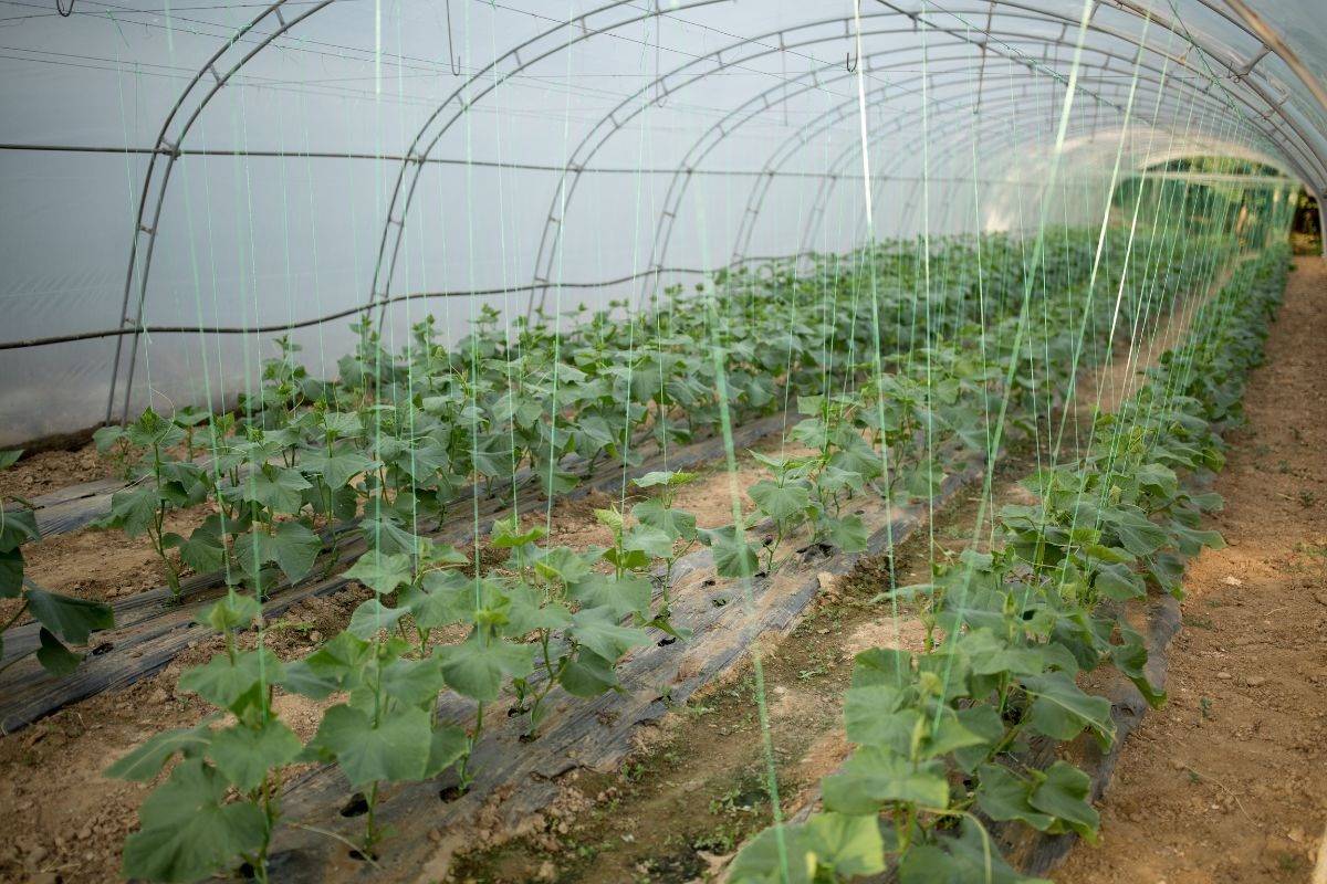 natural fiber agriculture applications