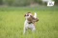 Beagle dog shaking his head in the middle of a grassy field