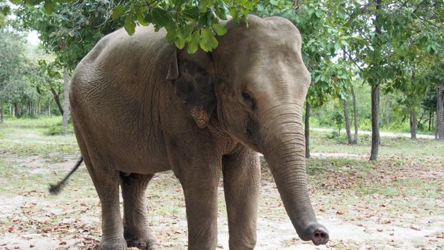 Cambodia's wildlife