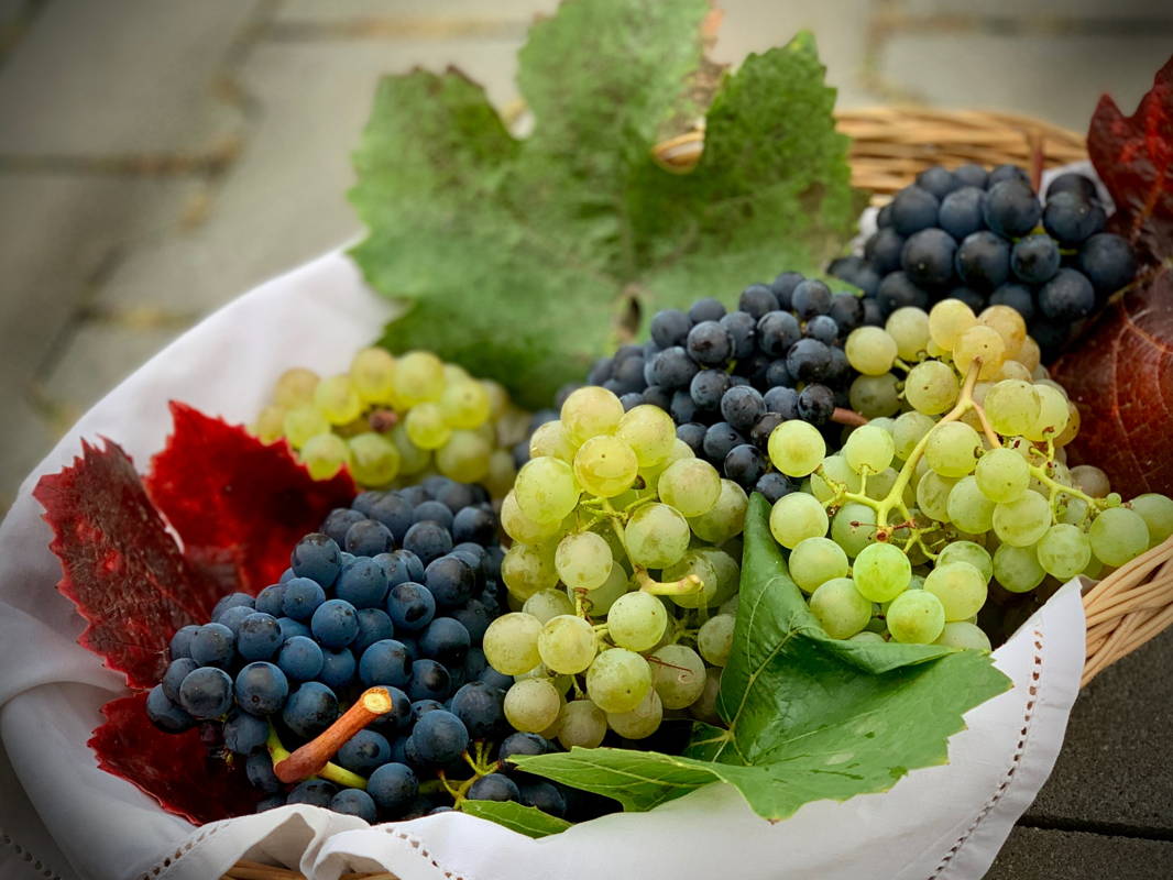 Grappes de raisin rouge et blanc dans une corbeille