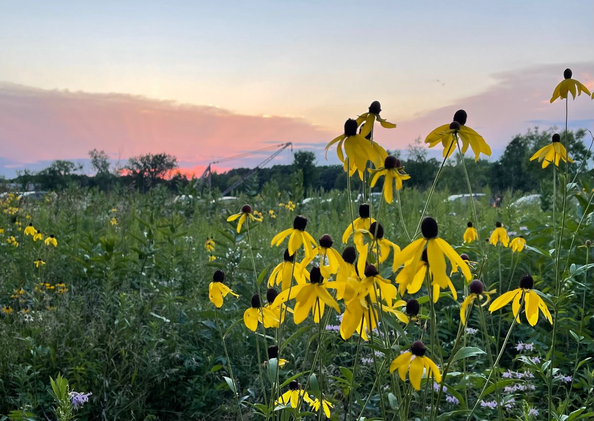 Coneflowers at Quarry Park (Courtesy of Lisa Meyers McClintick)