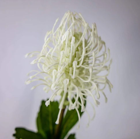 White Leucospermum - Realistic Artificial Flowers - Image 4