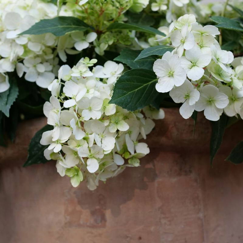 White cascade hydrangea flowers spilling out of a patio container