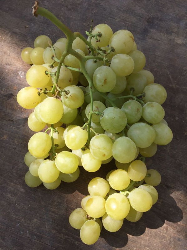 raisin-blanc-ditalie