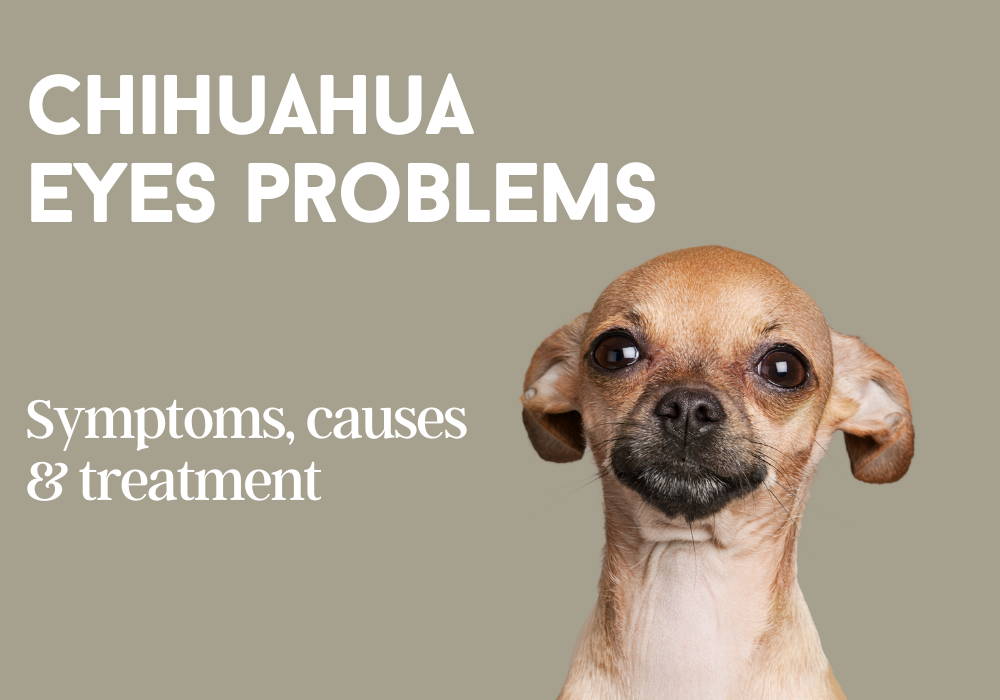 chihuahua eye problems