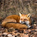 north_american_red_fox_sleeping north_american_red_fox_sleeping
