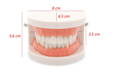 Dimensions for a learning Brushing Teeth toy for children