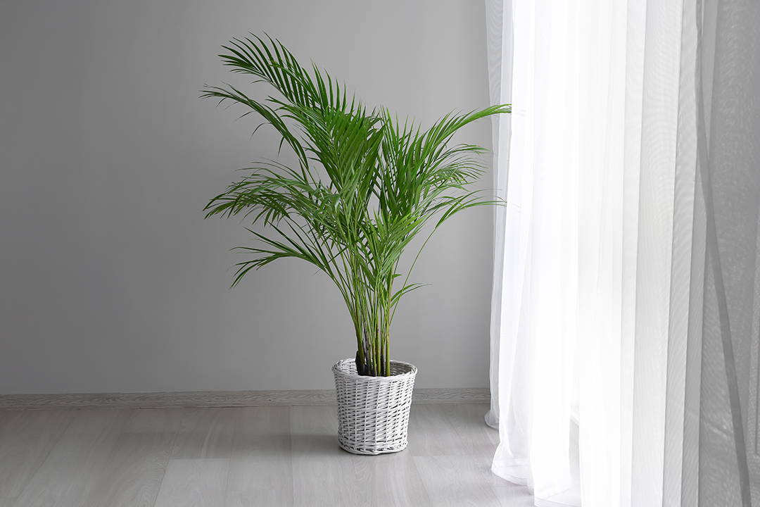 Areca palm Biophilia, Bophilic design