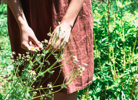 Harvesting chamomile in the summer