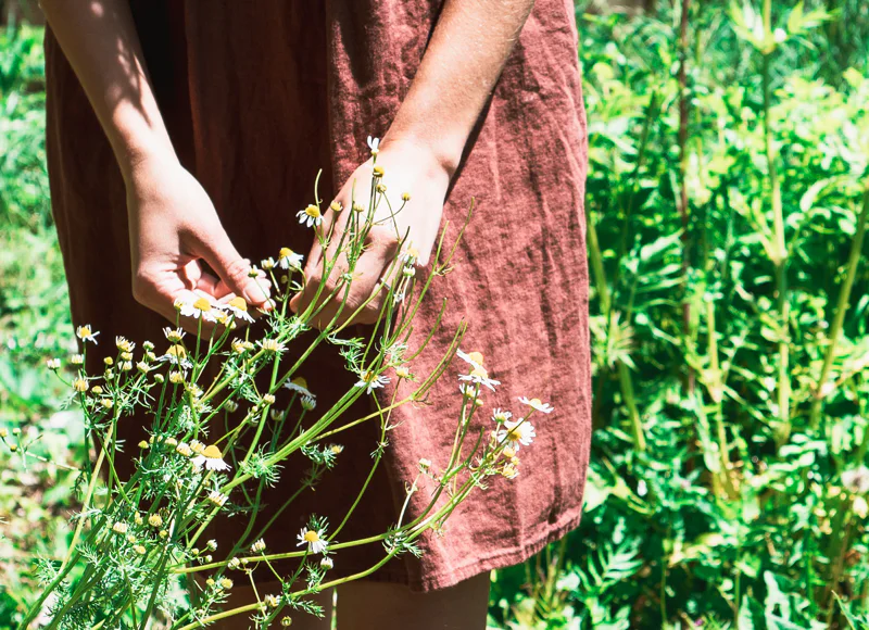 Harvesting chamomile in the summer
