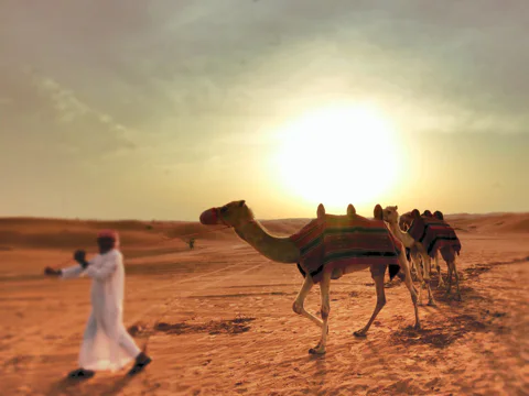 An amazing Desert Safari Evening: Camel Ride and BBQ-dinner are included