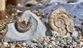 Ammonite Fossil Preparation Craig Chivers Natural Selection Fossils