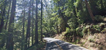Redwood Twistys  near Cupertino, CA