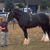 Shire Horse