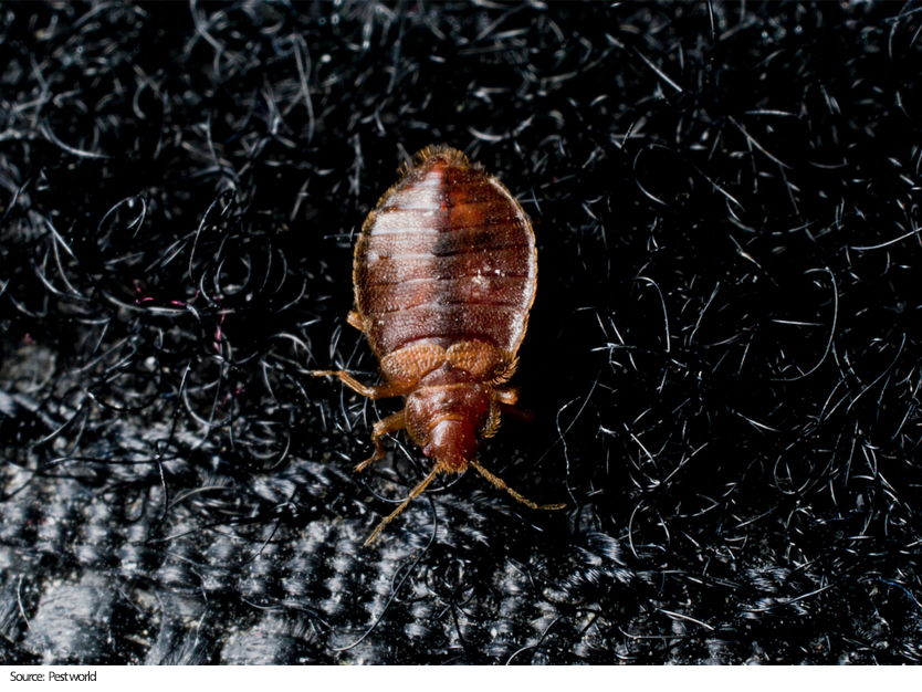 9 EXTREME TIPS TO PREVENT BED BUGS - Truneto
