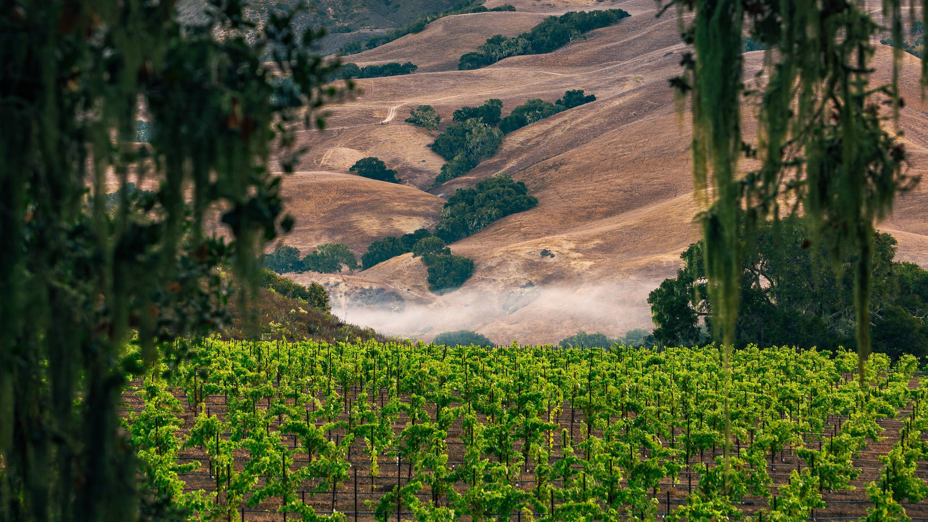 ALMA ROSA｜アルマ ローザ ピノ・ノワール 2017［赤］ – 柴田屋酒店 online